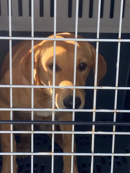 A busy week in Pointe d'Esny: sterilisations, a rescue, and new homes