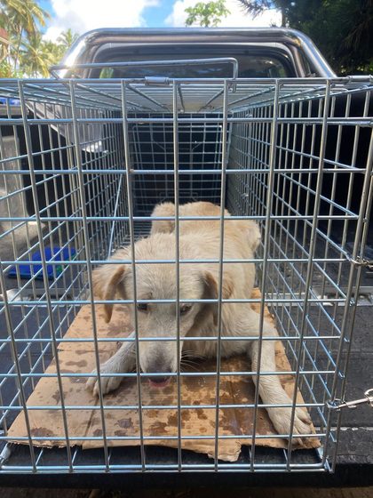 A busy week in Pointe d'Esny: sterilisations, a rescue, and new homes