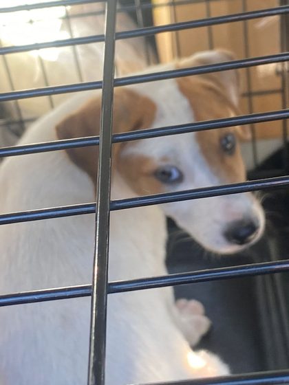 A busy week in Pointe d'Esny: sterilisations, a rescue, and new homes