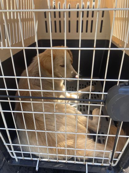 A busy week in Pointe d'Esny: sterilisations, a rescue, and new homes