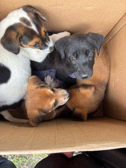 A Full Day: Sterilisation, Rescue and a Reunion with the Airport Dogs