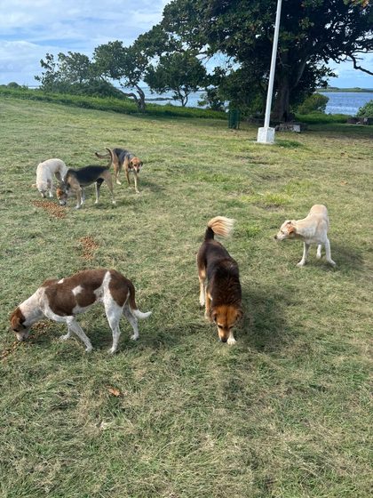 A Full Day: Sterilisation, Rescue and a Reunion with the Airport Dogs