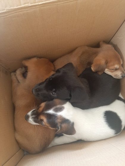 A Full Day: Sterilisation, Rescue and a Reunion with the Airport Dogs