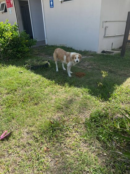 Tan and white dog standing on grass beside a bowl of food near a building