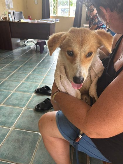 Tan dog wrapped in a towel held by a woman seated indoors on a tiled floor