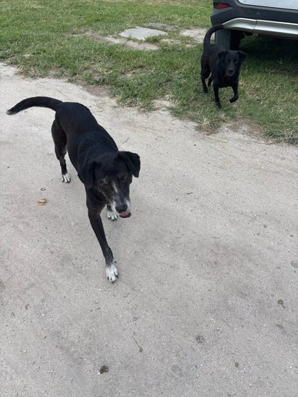 Two black dogs on a sandy path, one walking toward camera, one standing near a car