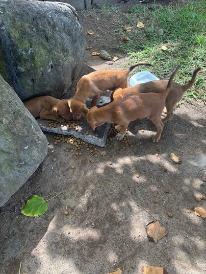 Four brown puppies eating kibble from a tray on the ground near large rocks