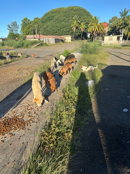 Group of dogs eating kibble scattered on a concrete curb along a dirt road