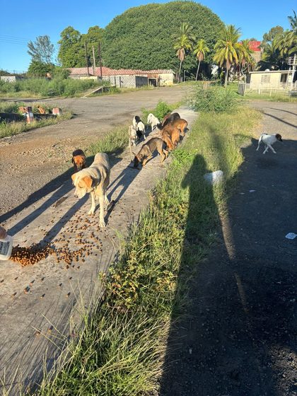Group of dogs eating kibble scattered along a curb on a dirt street lined with palm trees