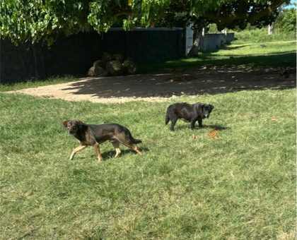 Five dogs on grass, one lying in foreground, others eating a pile of kibble in a yard