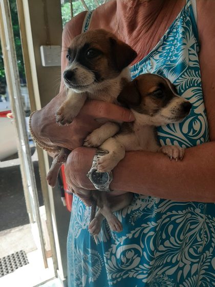 A sterilisation, a small rescue, and four abandoned puppies