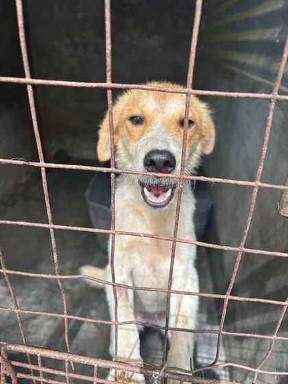 A sterilisation, a small rescue, and four abandoned puppies
