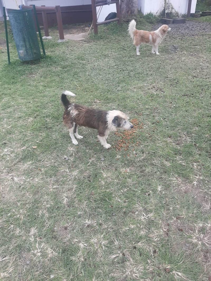 Two dogs stand in a grassy yard, one near a small pile of kibble on the ground