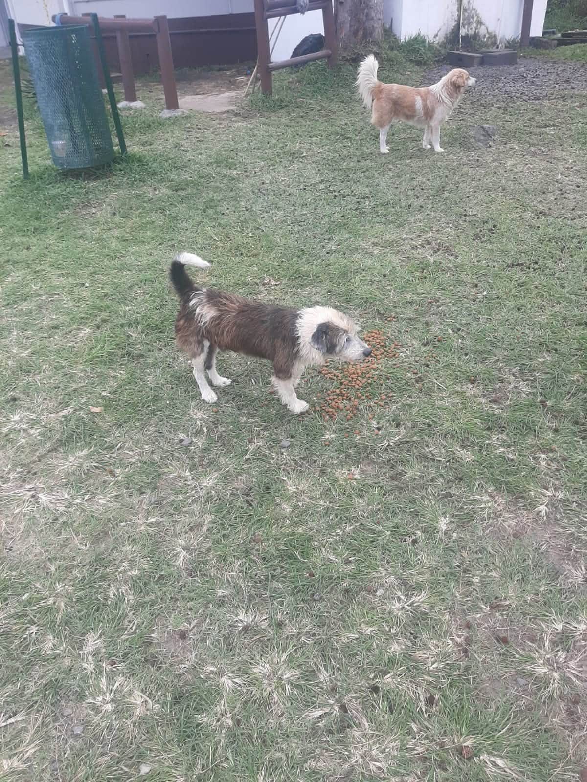 Two dogs stand in a grassy yard, one near a small pile of kibble on the ground