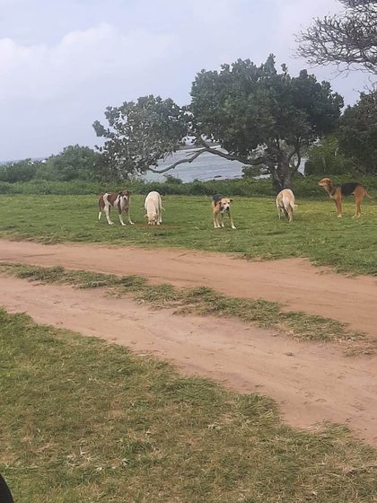 Five dogs standing on grass near a dirt path with trees and ocean in the background