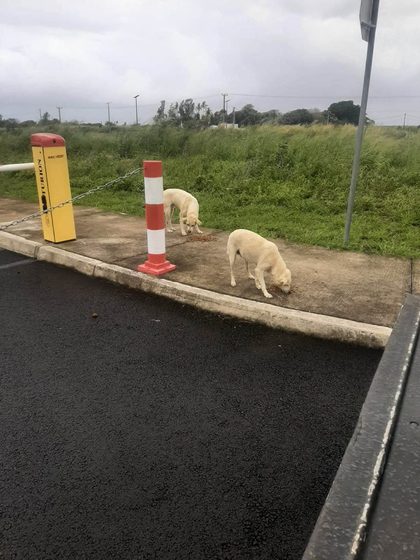 Two tan dogs sniffing the ground near a striped bollard beside a parking barrier