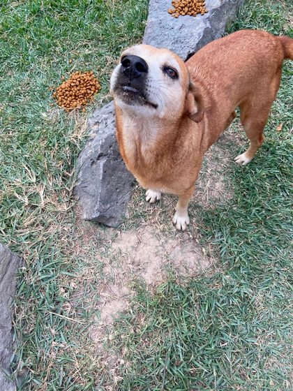 Tan dog looking up at camera on grass with small piles of kibble nearby