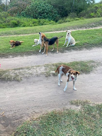 Five dogs on a dirt path beside grass, one walking toward the camera