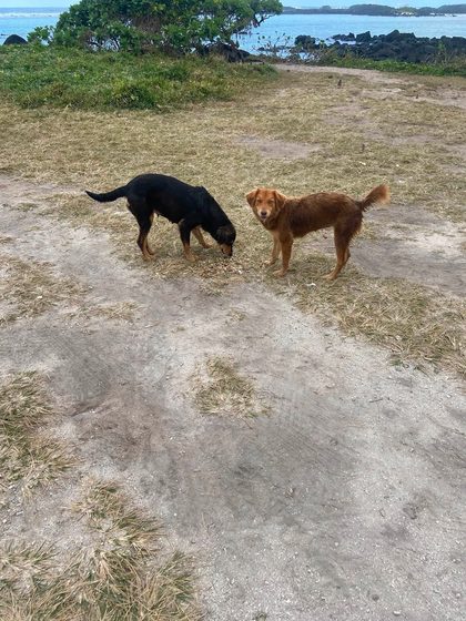 Black and brown dogs stand on sandy ground near grass with the sea and rocky shore behind