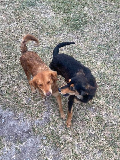Two dogs, one golden and one black and tan, standing together on patchy grass