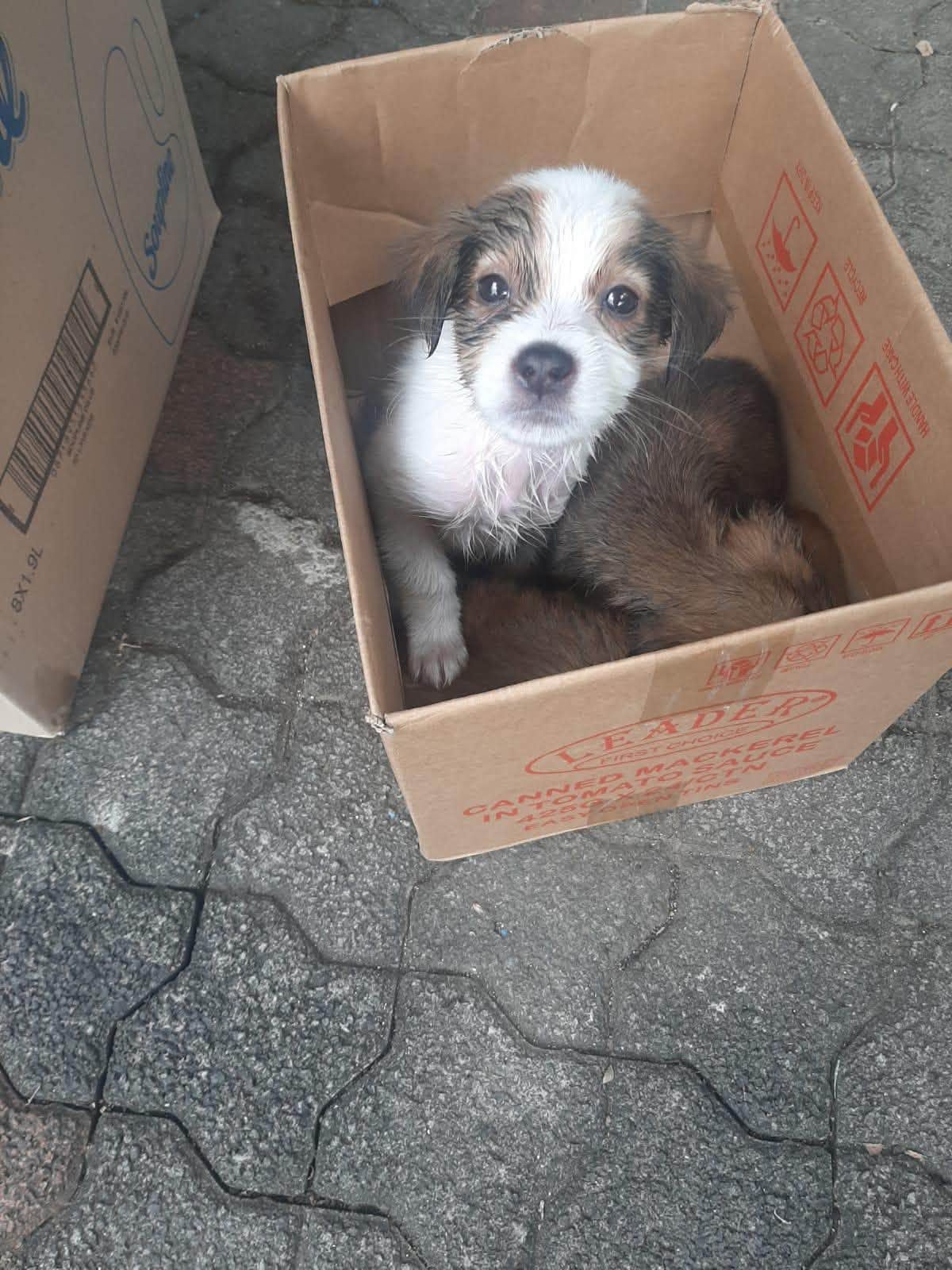 A white and brown puppy looks up at the camera from inside a cardboard box, another puppy asleep beside it
