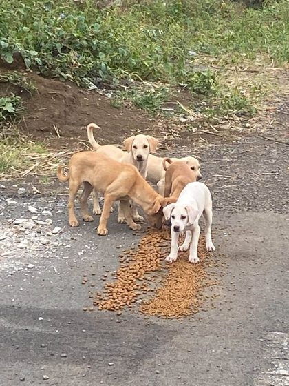 Four pale young strays eating kibble scattered on a roadside