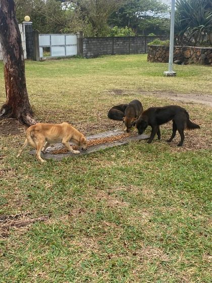 Three stray dogs eating from a feeding trough on a grassy field