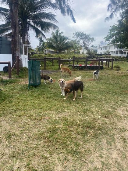 Several stray dogs gathered on the grass near a fence and palm trees