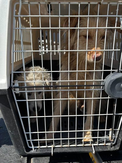 A shaggy dog looks out from a pet carrier with a smaller dog behind it