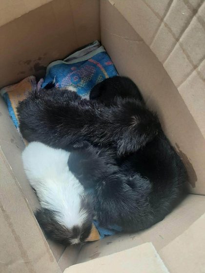 Black and white puppies curled up together on a blanket in a cardboard box