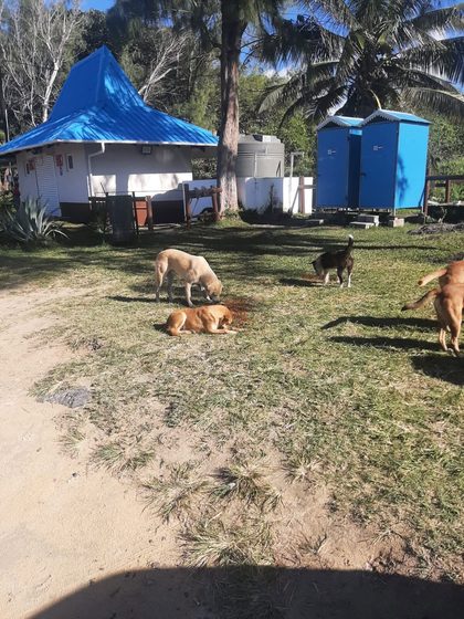 Feeding the Strays of the South