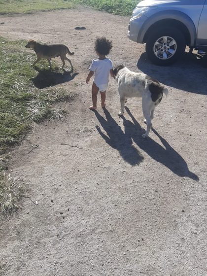 Feeding the Strays of the South