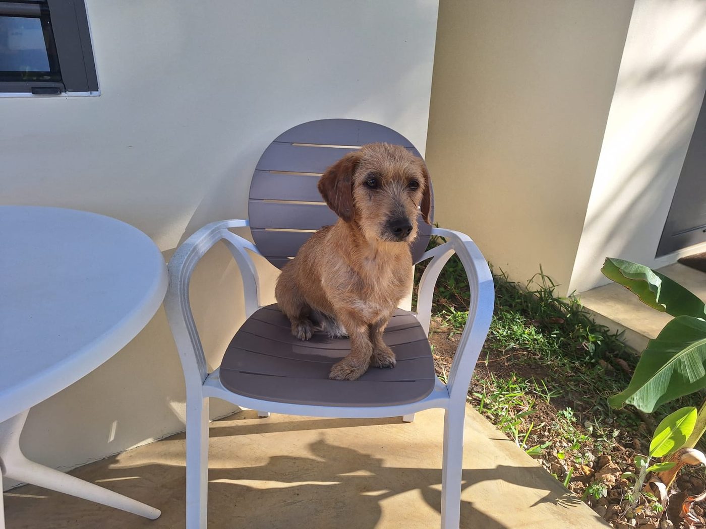 Small scruffy ginger dachshund cross sitting on a grey and white patio chair in the sun