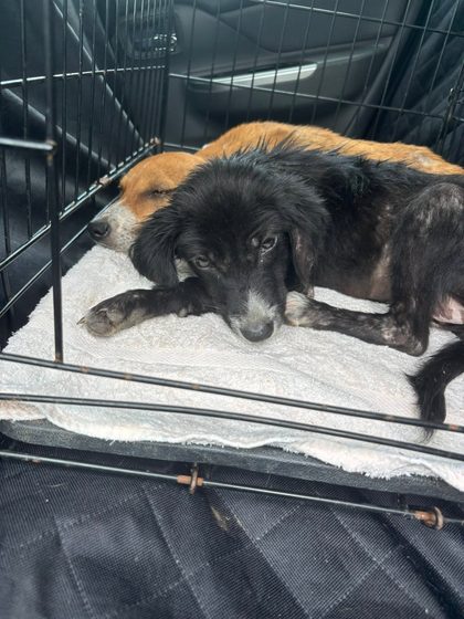 Molly and Mable Find Their Forever Homes
