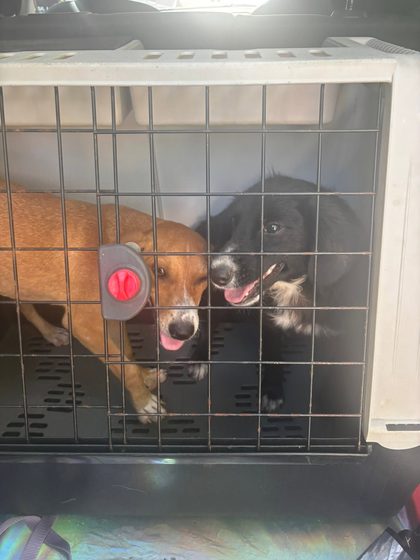 Molly and Mable Find Their Forever Homes