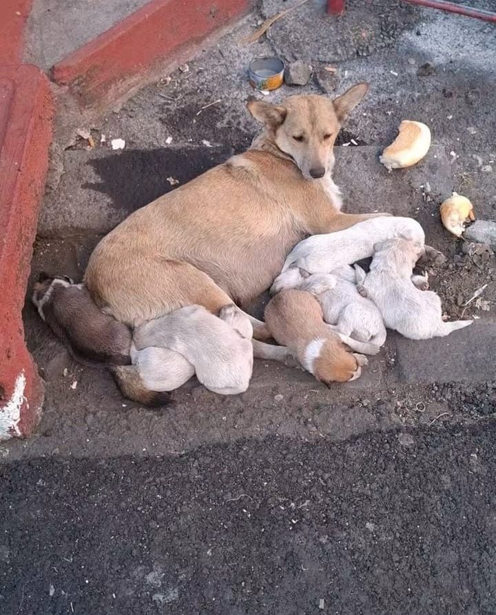 Tan mother dog nursing a litter of newborn puppies on bare cement next to a road kerb