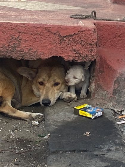 Tan stray mother dog lying in the opening of a drain under a red pavement kerb with a white newborn puppy beside her