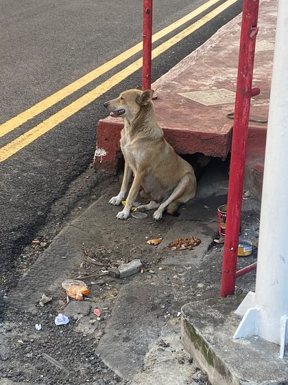 Tan mother dog sitting in front of the drain opening beside a road with double yellow lines