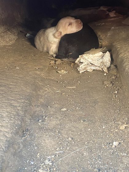 Two newborn puppies, one white and one black, curled up together on the dirt inside the drain