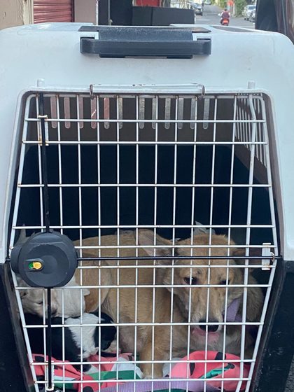 Mother dog and puppies safely inside a pet carrier on a colourful blanket