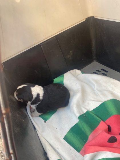 Black and white puppy lying on a watermelon-print blanket inside a carrier