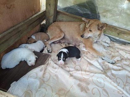 Mother dog resting with her puppies on a clean blanket in a wooden pen at the shelter