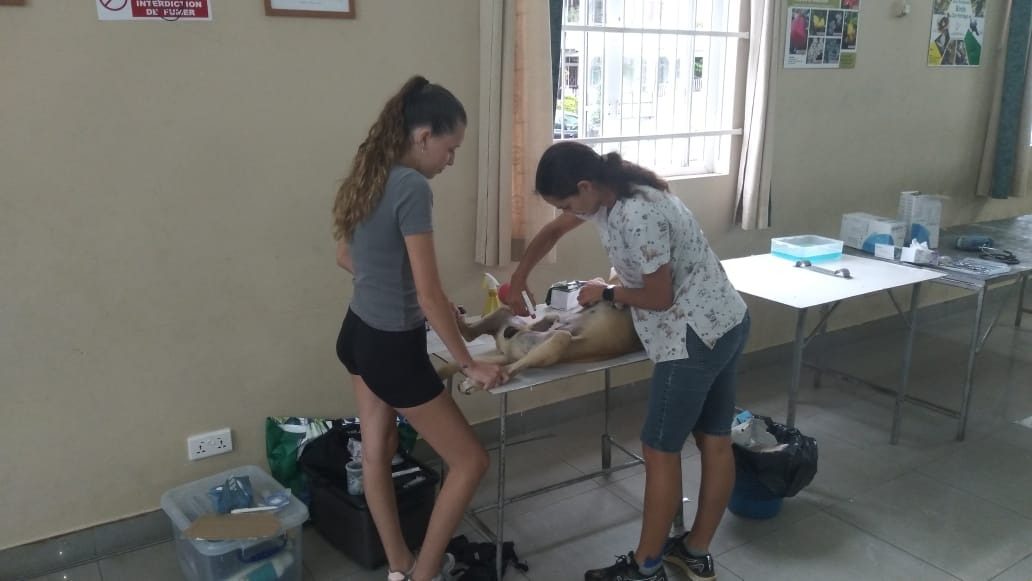 Our vet operates on a sedated dog on a folding table in a hall while a young volunteer holds the dog's legs