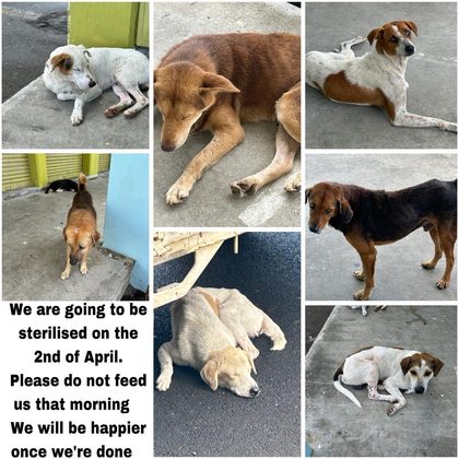 Collage of eight street dogs with the message: We are going to be sterilised on the 2nd of April. Please do not feed us that morning. We will be happier once we're done