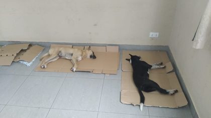 Two sterilised dogs, one tan and one black and white, asleep on flattened cardboard on a hall floor