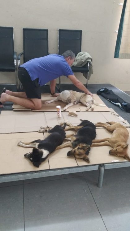 Sean kneels on the cardboard to calm a waking dog, with four more sterilised dogs asleep in a row beside him