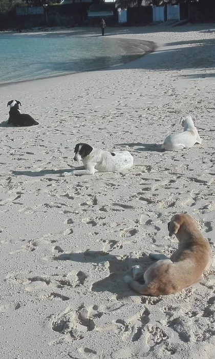 Four stray dogs lying on the sand at Blue Bay beach in the late afternoon sun