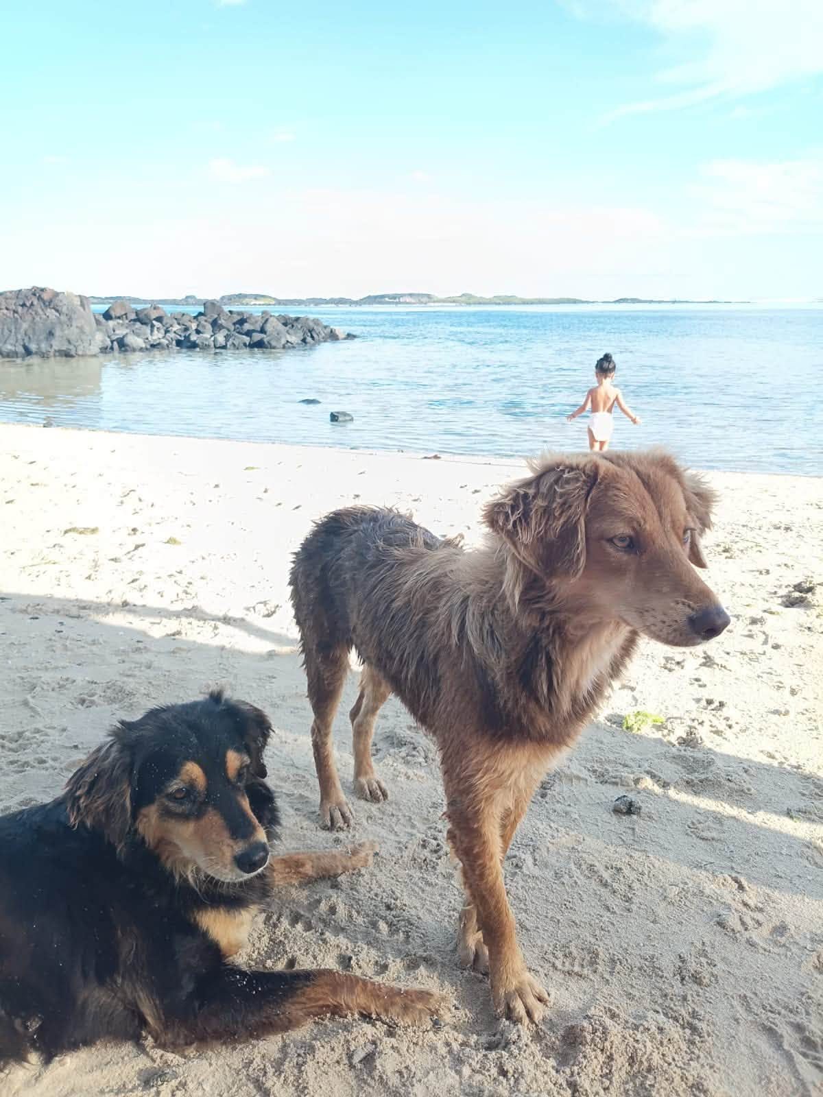 A fluffy ginger dog stands beside a black and tan dog lying on the sand, with the lagoon and rocks behind them