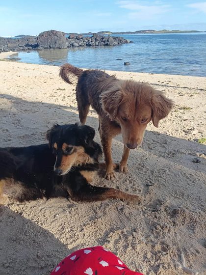 The ginger dog leans down to the black and tan dog resting in the shade on the beach