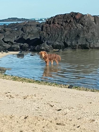 A ginger dog wades in a shallow rock pool below dark volcanic rocks